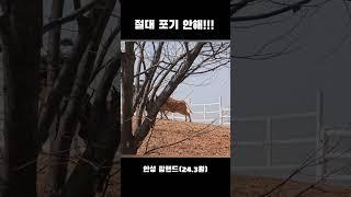 [1분 패밀리] 소싸움 체급 깡패인 홀스타인과 깡다구 가진 한우의 대결! 승자는??!!