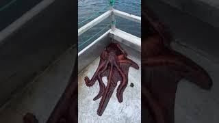 octopus escapes from a hole in the boat.