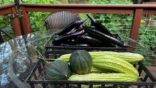 Asian Vegetable Early Summer Harvest with my parents in the Garden