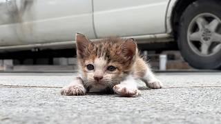 The newborn kitten, soaked and with no way to go, wobbled toward the passerby, trying to get help.