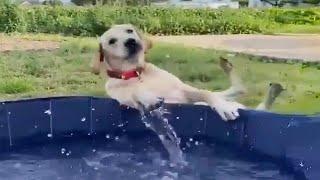 Funny Dogs And Cats Videos 2024  - Best Funniest Animal Videos Of The week - P2