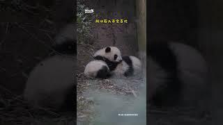 可怜又可爱的福菀宝宝