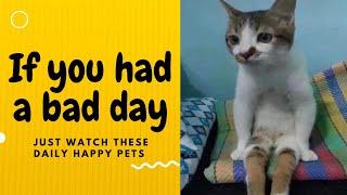 If you had a bad day, just watch these daily happy pets | Day 80