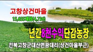 22-164[전북고창군지역토지][대산면광대리감나무밭]상건마을,하건마을,광대계룡길,관동저수지부근,감나무과수원밭(4,736py)매매~