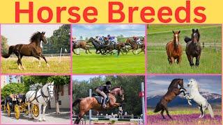 Exploring the World's Most Unique Horse Breeds