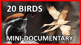 20 Birds of Bosque del Apache - Wildlife Documentary