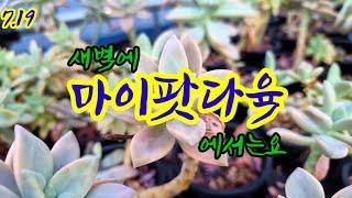 7월 19일 이른 아침 농장에서는 이렇게 흘러가고 있습니다