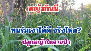 หญ้ากินนี ทนร่มเงาได้ดี จริงไหม? ปลูกหญ้าในสวนป่า หญ้าจะงามไหม