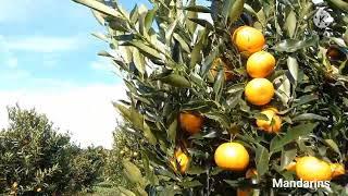 Canoelands orchards, NSW 2022. Orange picking, Australia