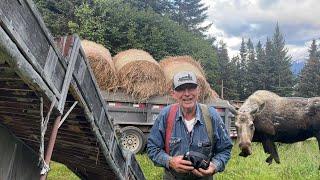 Moose Proofing Alaskan Hay Barn || For Winters Hay