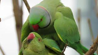 Cute parrot couple is making love on tree| parrot couple mating on tree in jungle|(@parrothubb)