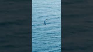 Naturerlebnis auf der Insel Rügen an den Kreidefelsen  #aufnachmv