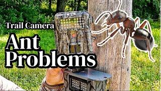 Trail Camera Ant Prevention Tip