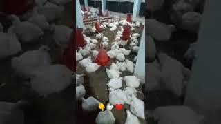 poultry  farming ️ in ️ morning  #shorts #farm #viral #youtube #poultry #chicken