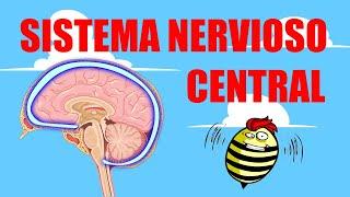 SISTEMA NERVIOSO CENTRAL | Encéfalo y médula espinal | Partes y funcionamiento