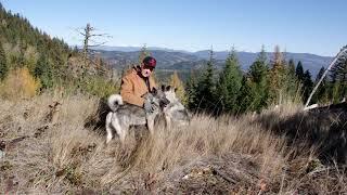 Ana, Tekla, Tuva and MANE - Norwegian Elkhounds