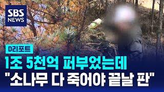 1조 5천억 들인 재선충 방제…"효과 없어 헛돈" / SBS / #D리포트