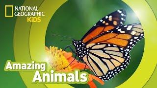 Monarch Butterfly | Amazing Animals