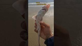 Rescue Mission: Stuck baby shark saved 