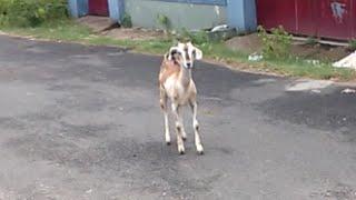 Goat vs Dog : see how the goat opposing the dog