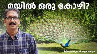 മയിൽ അത്ര പാവമല്ല #peacocks  #peahens  #peafowl  - divine pests , All About The indian Peafowl