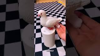 Funny pigeon | hand #wash product link in bio order now pigeon soap