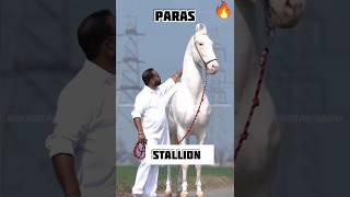 #shorts Marwari horse stallion Parasji Studfarm #marwarihorse #viral #horse #trending #yt #anime