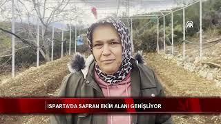 Isparta’da safran ekim alanı genişliyor