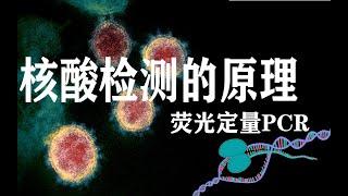 3分钟了解核酸检测的原理——什么是荧光定量PCR