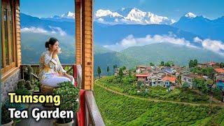 Tumsong & Lingia Tea Garden ~ Darjeeling ↑ Travel Vlog #174 with Santanu Ganguly