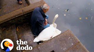 Rescuer Sits With Swan Until He's Ready to Go | The Dodo