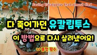 다 죽어가던 유칼립투스, 이 방법으로 다시 살려냈어요! Saving Eucalyptus right before death