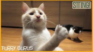 Choco and Frosti the Cat vs STRING! | Furry Gurus