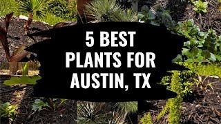 5 Best Plants for Austin Texas