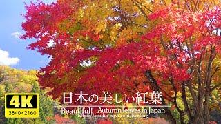 [4K] Soothing background music and beautiful Japanese autumn leaves VOL.2