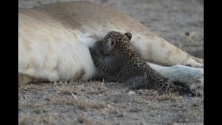 Lioness Adopts Leopard Cub