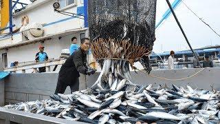 Big Catch Fishing in The Deep Sea With Big Boat - Amazing Tuna Fish Processing Skill