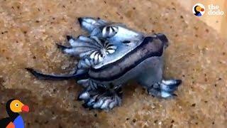 These Sea Slugs Are So Beautiful And Crazy Looking  | The Dodo