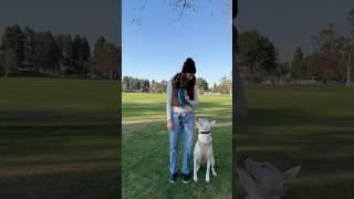 How I exercise and train my dog Yuki  #dogshorts #pets #puppy #dogtraining #doglover #dogowner