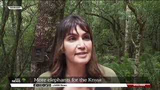 Knysna Forest | Reintroduction of more elephants