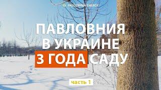 Павловния в Украине. Три года саду. Уход и рекомендации Пасечникам. Часть 1 Paulownia in Ukraine.