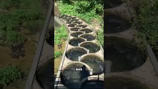 Why Do Fish Need Ladders? #shorts