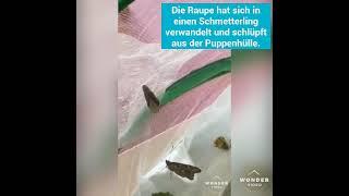 Wie entstehen Schmetterlinge? - Projekt Kita Rappelkiste