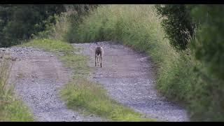 Ein Hase auf einem Feldweg mit der Canon R5 und dem Objektiv RF 800 gefilmt.