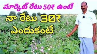 broad beans farming in telugu- మార్కెట్ రేటు gk 50₹ ఉంటే నా రేటు kg 30₹ అనుకుంటా