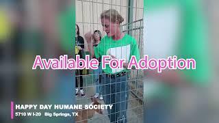  Dogs needing a furever home at HAPPY DAY HUMANE SOCIETY, Big Springs, TX