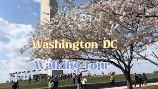 Walking Tour in Washington DC Downtown from Washington Monument to Tidal Basin