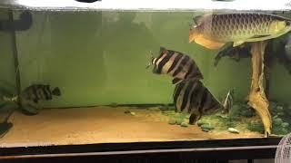 Datnoides microlepis