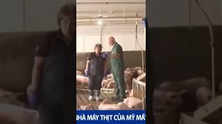 Gần 1.000 nhà máy thịt của Mỹ mất quyền xuất khẩu sang Trung Quốc do hết hạn giấy phép | 16/3/2025