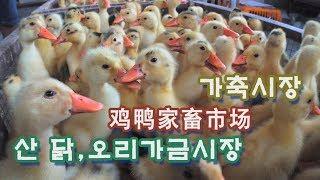 (龍TV)중국 농촌 지금거의볼수없는산닭,오리가금시장 农村鸡鸭家畜市场Poultry Market